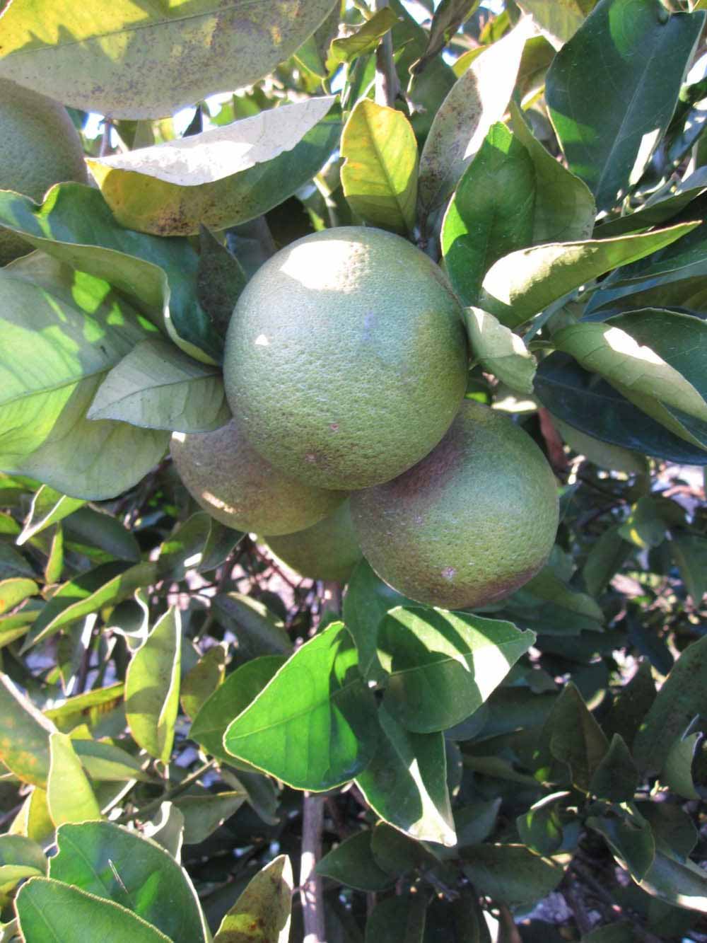            Immature fruit (Winter Haven, FL)   